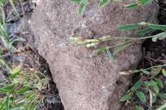 Alysicarpus tetragonolobus